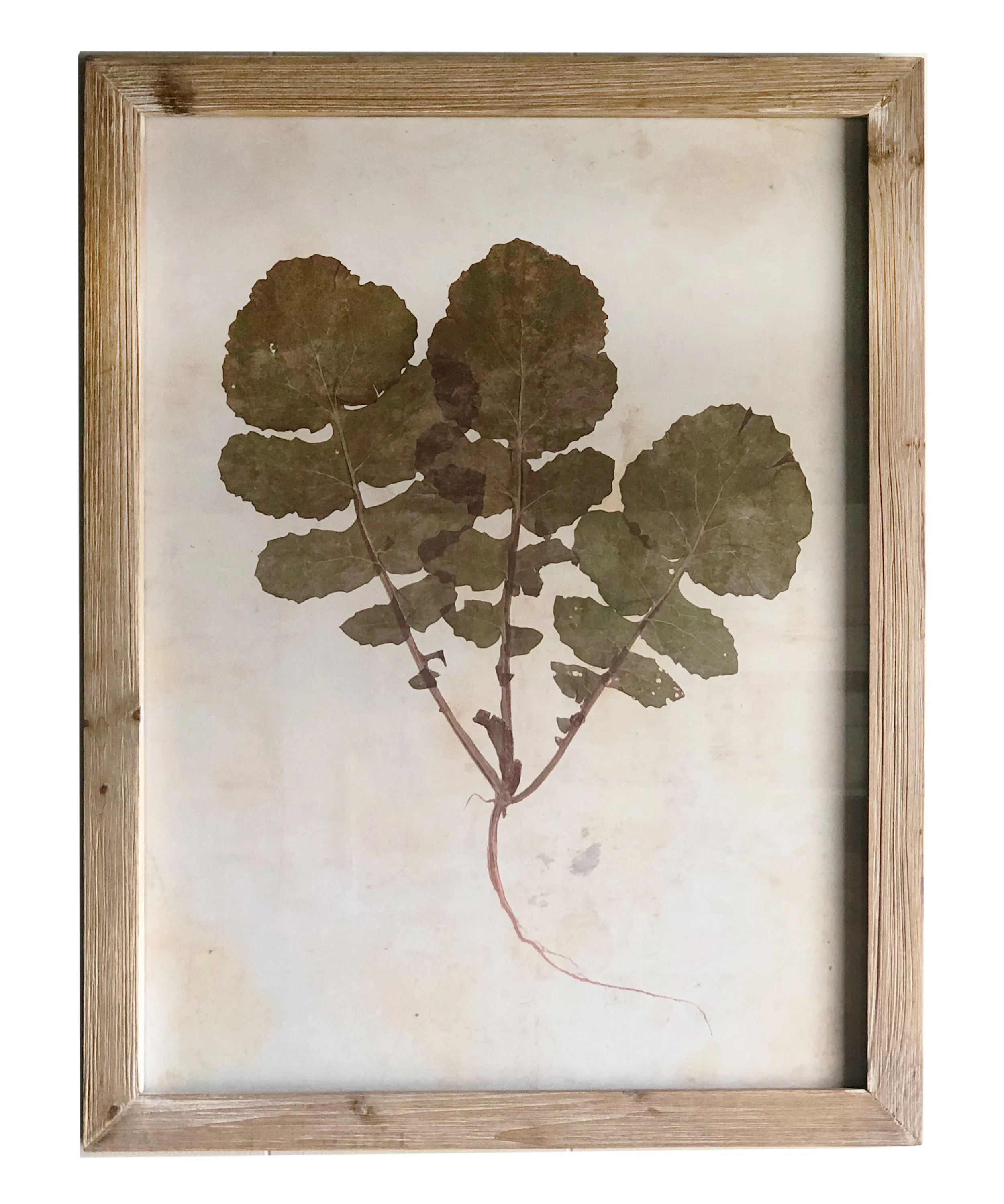 Pressed Wildflower Botanical Prints