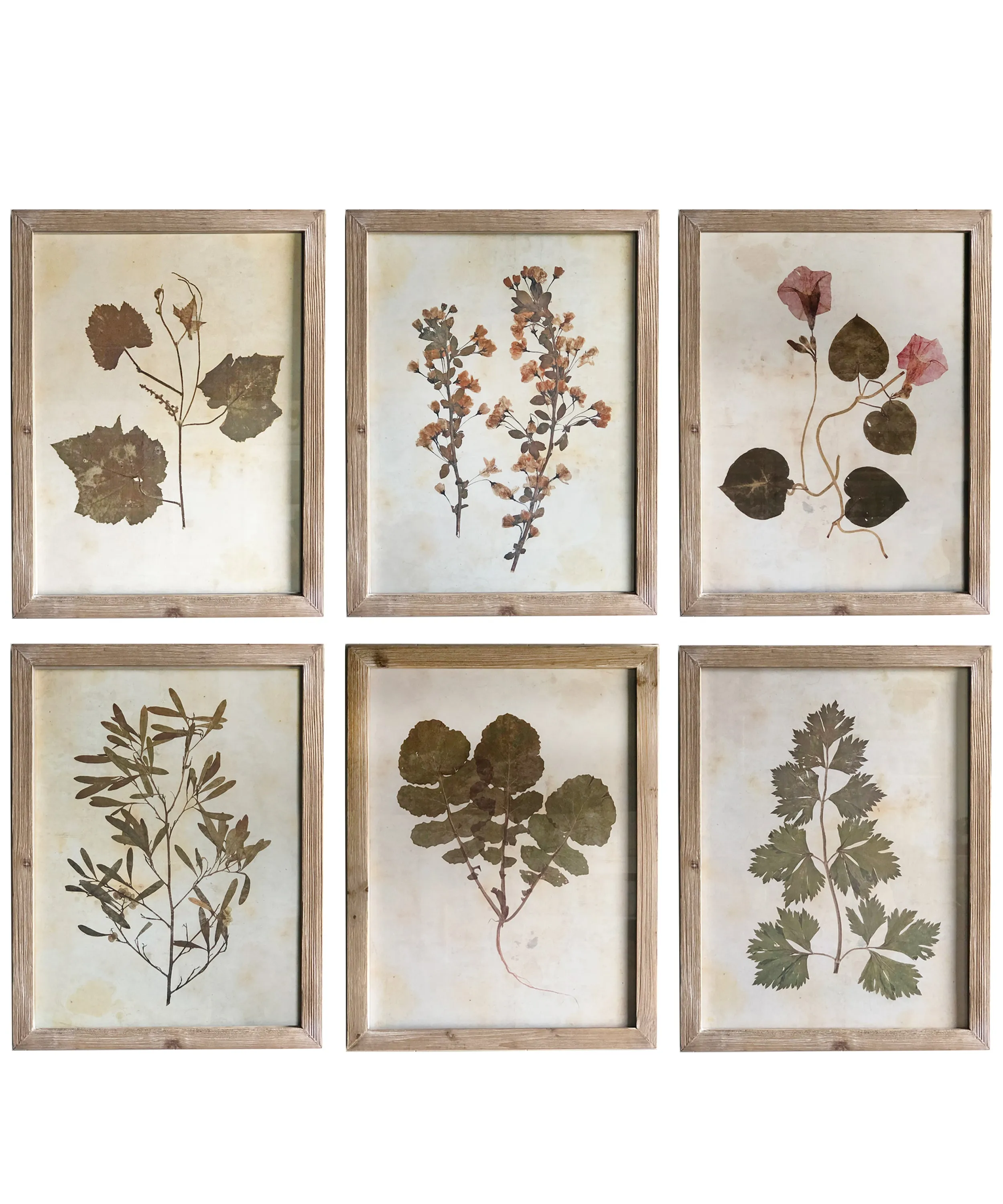 Pressed Wildflower Botanical Prints