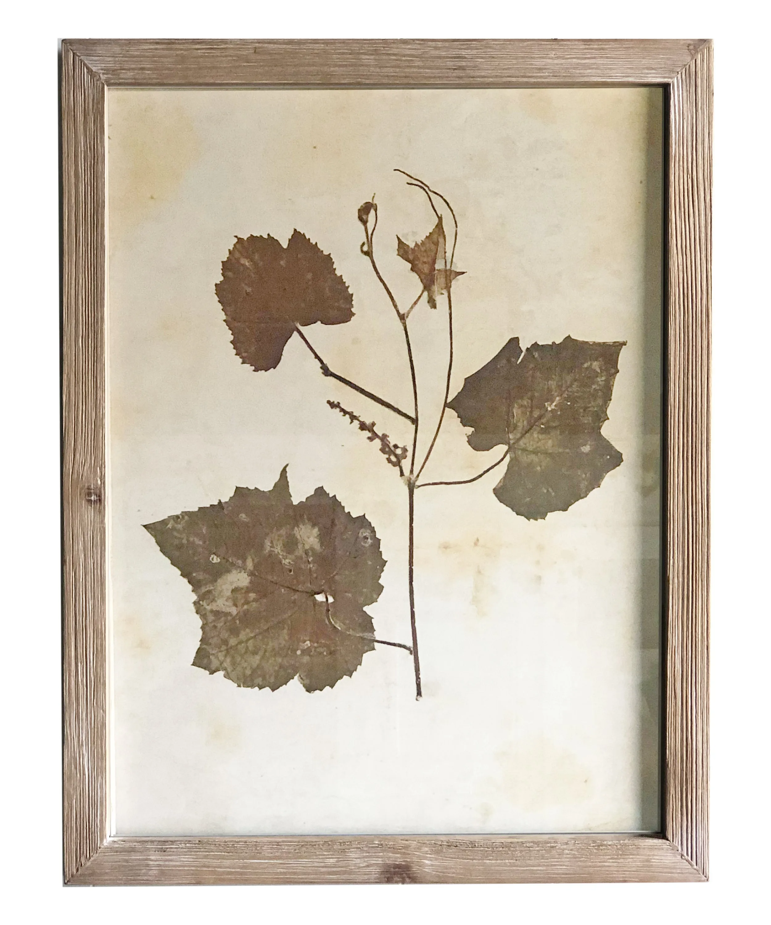 Pressed Wildflower Botanical Prints